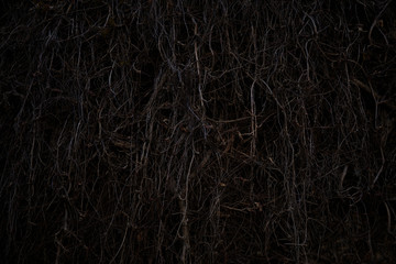 Fototapeta na wymiar Spooky dry tree branch at night. Moody and scary, dark scene.