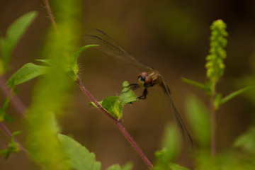 Brown dragonfly on leaf