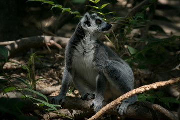 Lemur de cola anillada en la jungla de Madagascar
