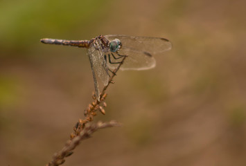 Dragonfly on stick closeup