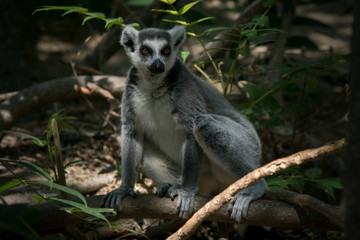 Lemur de cola anillada en la jungla de Madagascar