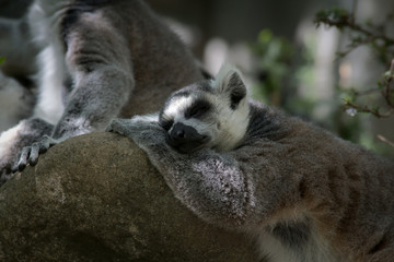 Lemur de cola anillada en la jungla de Madagascar
