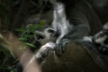Lemur de cola anillada en la jungla de Madagascar