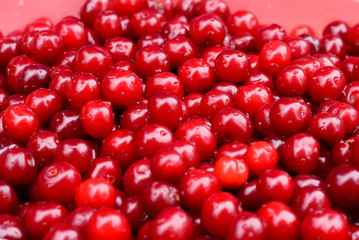 ripe red cherries close-up