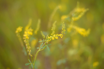 branch of yellow warm flowers