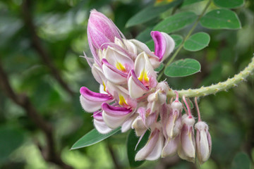 Kan Pai Mahidol flower is a type of vine named Afgekia mahidolae Burtt et Chermsir.A White and purple flower in Thailand.