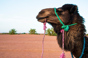 camels in the middle of the desert