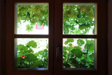 mit Geranien bepflanztes Fenster