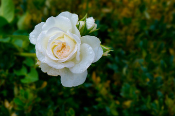  White rose with a close-up of water droplets on the petals, a place for inscription, holiday greetings.  selective focus     
