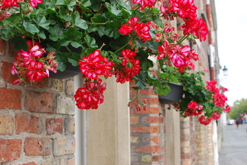 Red flowers on the wall