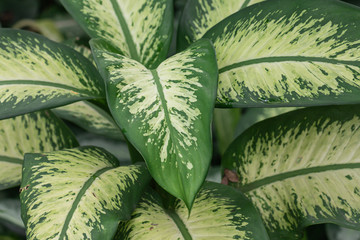 Close up Aglaonena modestum Schott plant.