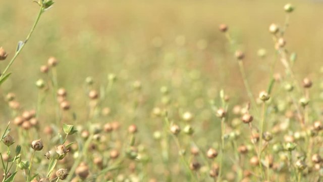 Cultivated flax field