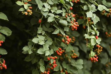 Fresh blackberries on a branch in the garden.