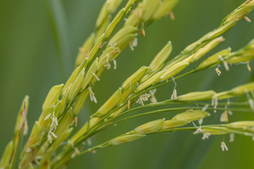 Close up rice plant in green background.Selective focus rice in field.