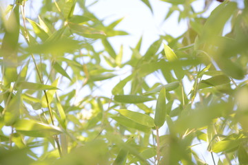 Bambus vom Sonnenlicht durchleuchtet