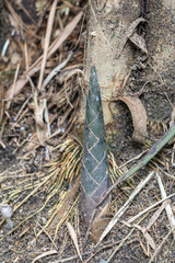Bamboo shoots growing on ground in the forest.