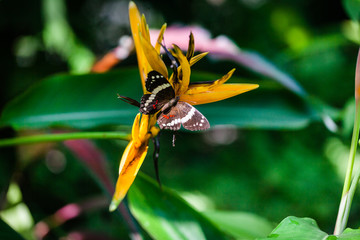 Butterfly on a yellow tropical flower