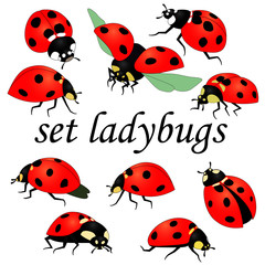 set of vector drawings, a picture of red beetles