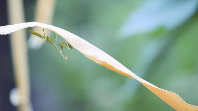 A praying mantis hangs upside down on a dried out corn plant leaf. It is in profile at the beginning and end of clip but turns dramatically to look straight at the camera part way through. Predator.