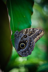 Owl Butterfly at the metropolitan park in Panama