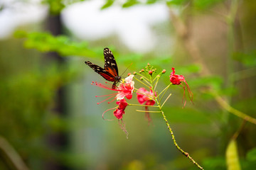 Butterfly feeding on tropical flower