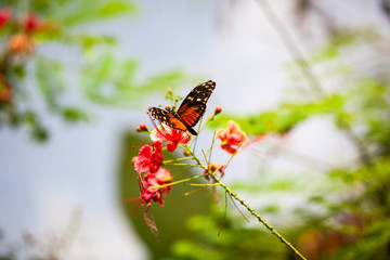 Butterfly feeding on tropical flower
