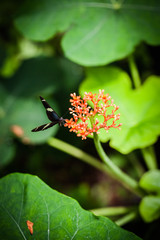 Butterfly feeding on flower