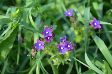 Biene auf Blüten (Beinwell / Symphytum)