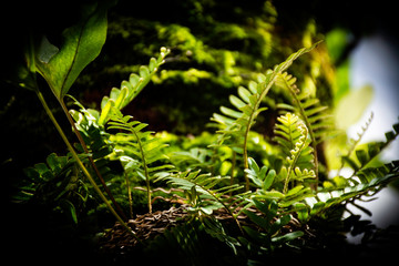 Ferns on the tree © Cavan