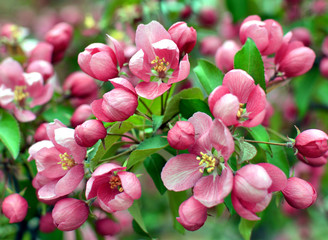 Beautiful Cherry Blossom closeup - pink, red with green background