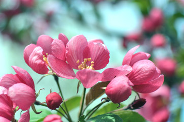 Beautiful Cherry Blossom closeup - pink, red with green background