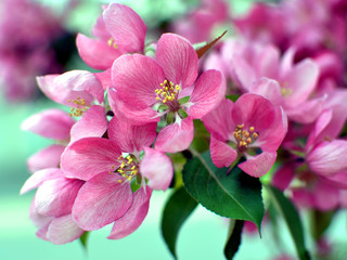 Beautiful Cherry Blossom closeup - pink, red with green background