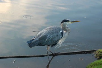 Great blue heron in water