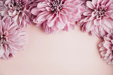  Flatlay of dahlia heads on a pink background © Cavan