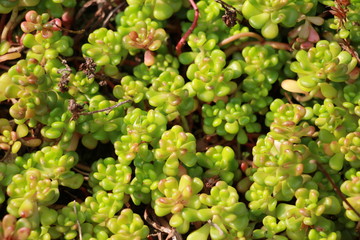 green background of living plants