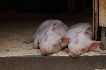 昼寝をする二頭の子豚の写真 家畜 畜産のイメージ Wall Mural Globeds