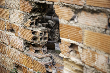 Cats abandoned street