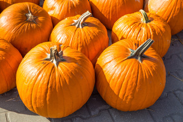 A lot of pumpkins on the farm market. Autumn thanksgiving day and halloween concept. 