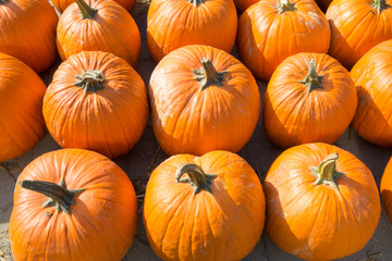 A lot of pumpkins on the farm market. Autumn thanksgiving day and halloween concept. 