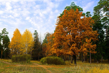 Fototapeta premium autumn day in the park