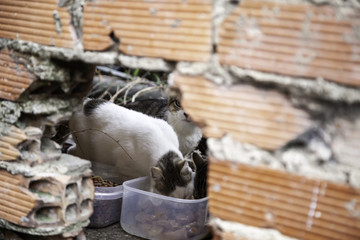 Cats abandoned street