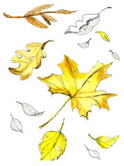Yellow leaf fallen from a tree.Watercolor hand drawn illustration