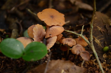 mushroom in forest