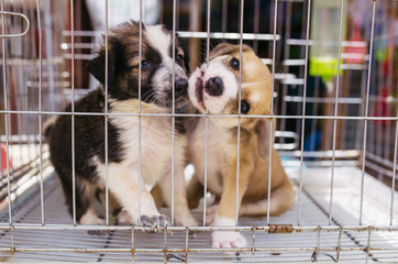 Two puppies in a cage