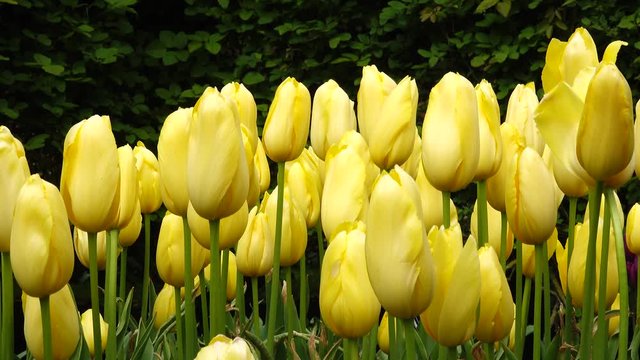 Beautiful colorful yellow tulips flowers bloom in spring garden. Close up