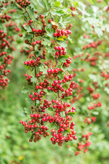 Obraz premium Close up red ripe berries of Hawthorn, Crataegus monogyna, in late summer