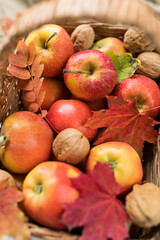 Pile of red ripe apples and walnuts in basket with some maple and rowan leaves