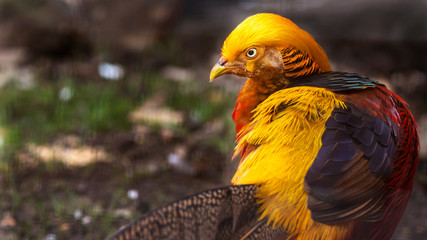 close-up portrait of  red golden pheasant