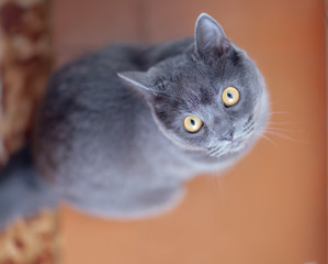 British shorthair cat (Felis catus) on a red background. Looks up portrait
