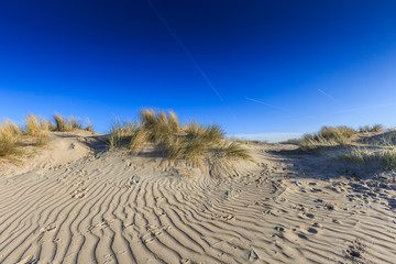 Fototapeta na wymiar Sand dunes at the end winter period with wind ridges in the sand and beach grass vegetation against clear blue sky
